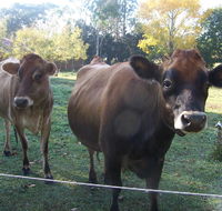 Drumreagh Bed  Breakfast Cabins - Pubs and Clubs