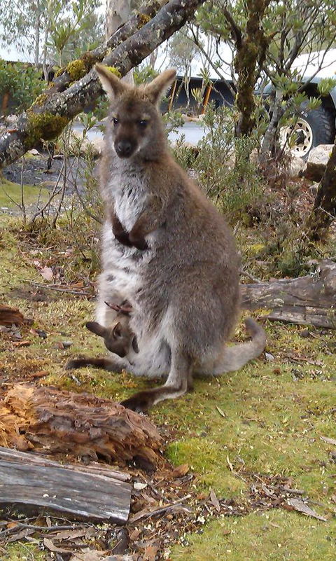 Cradle Mountain Wilderness Village - Pubs and Clubs 33