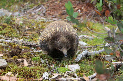 Cradle Mountain Wilderness Village - Pubs and Clubs 34