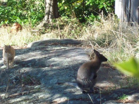 St. Pauls Bed & Breakfast - Pubs and Clubs 13