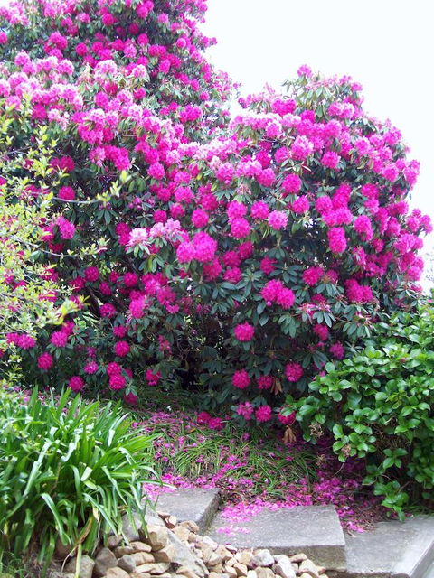 St. Pauls Bed & Breakfast - Pubs and Clubs 2