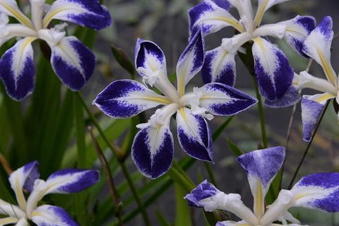 MaraPonds - Pubs and Clubs 13