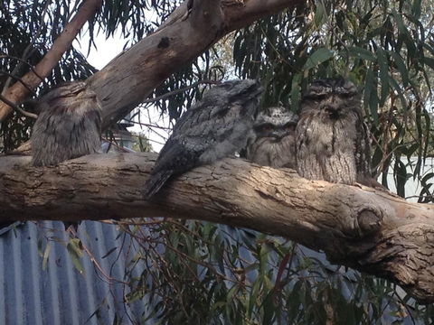 Kookas Retreat - Pubs and Clubs 15