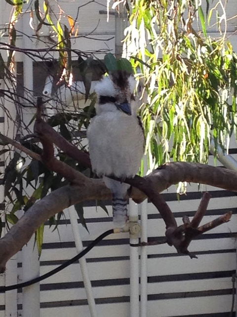 Kookas Retreat - Pubs and Clubs 16