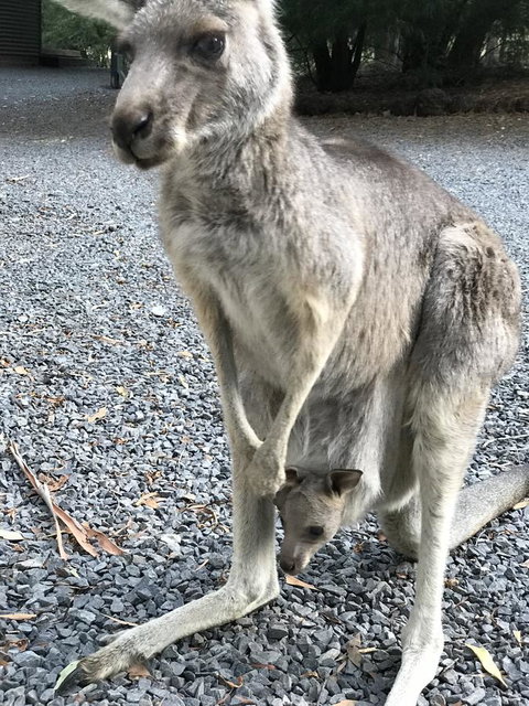 Day Dream Cottage - Go Out 12