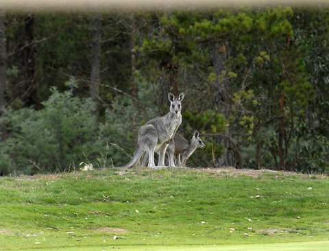 RACV Goldfields Resort - Go Out 20