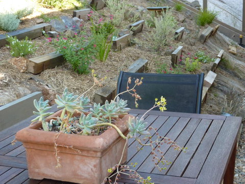 Saje\'s House & Pod - Go Out 12