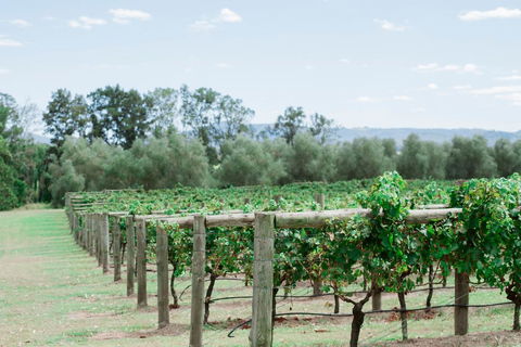 Tranquil Vale Vineyard - Pubs and Clubs 2