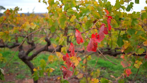 Triple Creek Guest House - Barossa Region - Pubs and Clubs 3