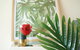 Tropical Delight 1 Bedroom Apt - thumb 0
