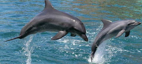 Venetian Canal 1 Bedroom Apartment - Pubs and Clubs 2