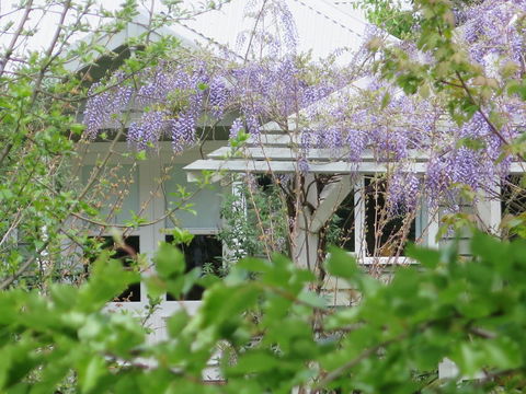 Amelina Cottages - Go Out 5