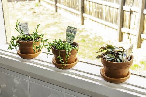 Bacchus Centro - Go Out 10