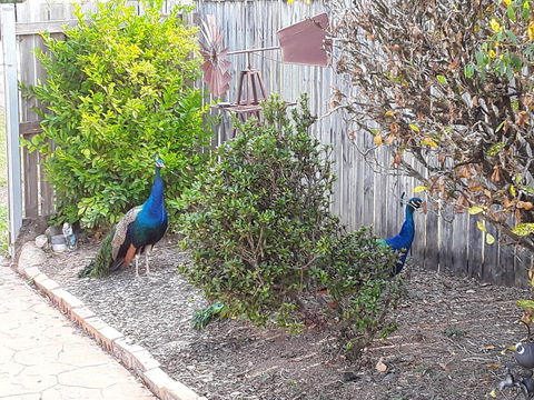 The Peacocks Nest - Go Out 42