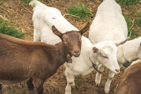 Altitude - A Tiny House Experience In A Goat Farm By Tiny Away - Pubs and Clubs 2