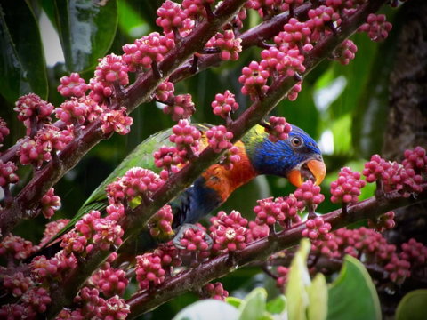 Daintree Manor B&B - Pubs and Clubs 4