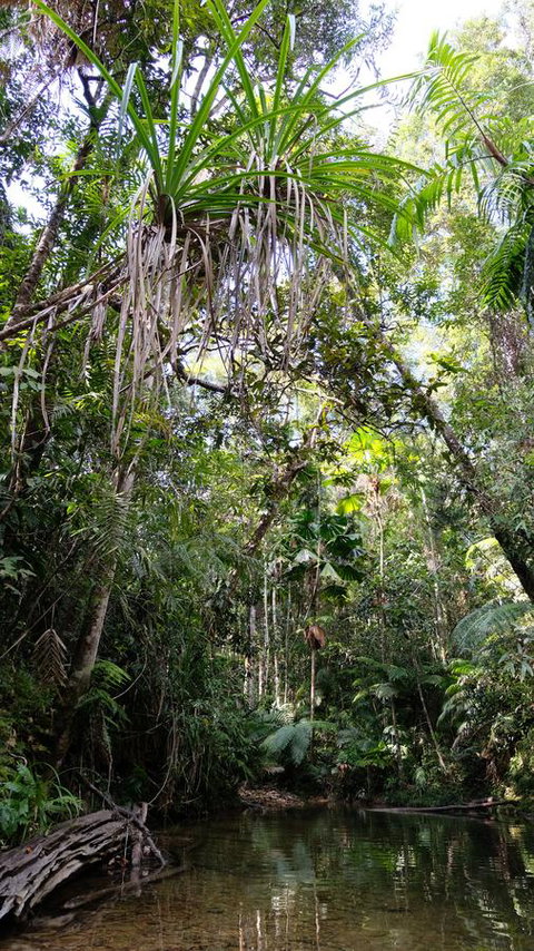 Daintree Manor B&B - Pubs and Clubs 7