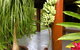 Daintree Manor B&B - thumb 10