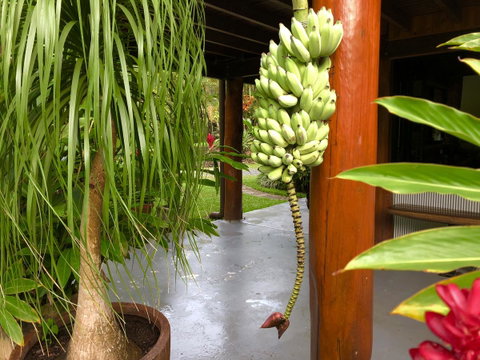 Daintree Manor B&B - Pubs and Clubs 10