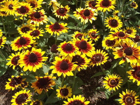 Eastgate On The Range Motel - Pubs and Clubs 16