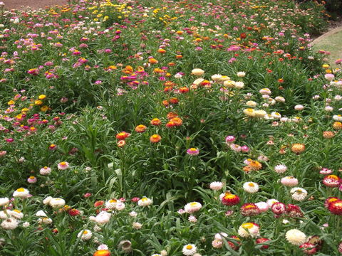 Eastgate On The Range Motel - Pubs and Clubs 37