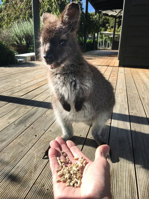 Parnella Adventure Bay, Bruny Island - Go Out 17