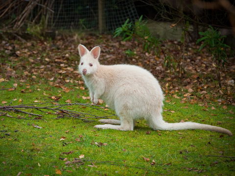 Parnella Adventure Bay, Bruny Island - Go Out 20