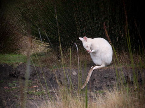 Parnella Adventure Bay, Bruny Island - Go Out 18