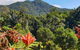 A Daintree Garden - thumb 3