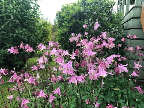 Forrest River Valley - Pubs and Clubs 2