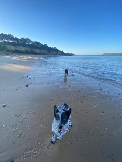Salty Paws Dog Friendly Luxe Cottage - Pubs and Clubs 3