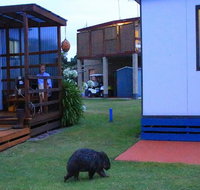 BIG4 Kelso Sands Holiday  Native Wildlife Park - Pubs and Clubs