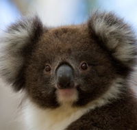 Bimbi Park - Camping Under Koalas - Pubs and Clubs