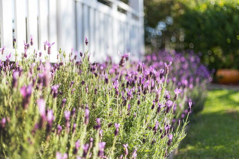 BIRCHES B&B - Go Out 3