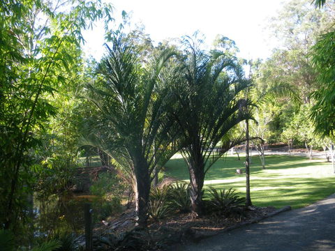 BoBRENE On Tamborine Nude Retreat - Quaint Cottage - Go Out 2
