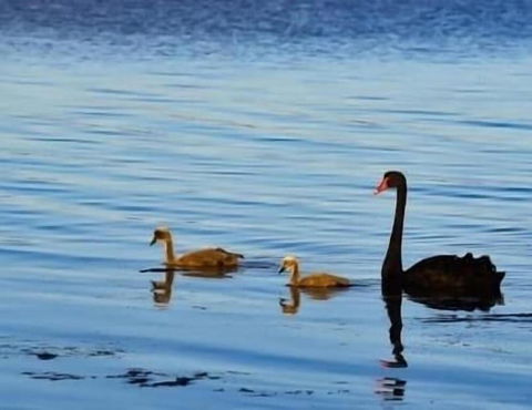 Waters Edge Golden Sunrise Two Bedroom Apartment Recent Reno - Pubs and Clubs 2