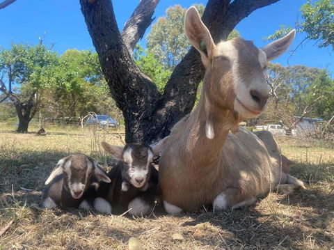 Whimsical Willunga Getaway - Pubs and Clubs 2