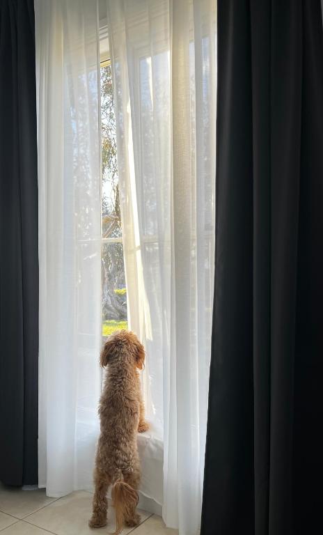 Winterwood Lodge - 6mins Jindabyne Pets Allow Floor Heating Farm Stay - Pubs and Clubs 3