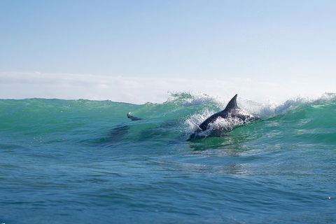 Private Tangalooma Wrecks Tour - Pubs and Clubs 2