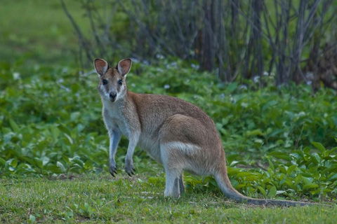 Cairns 4WD Waterfall And Rainforest Tour Including Kuranda Scenic Railway - Pubs and Clubs 2