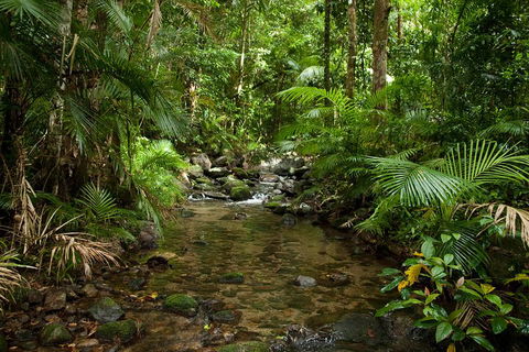 Cairns Reef And Rainforest Combo: Daintree Rainforest And The Great Barrier Reef - Pubs and Clubs 1
