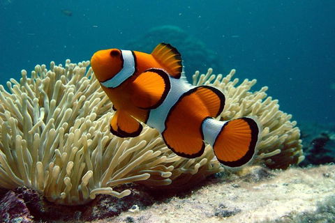 Cairns Reef And Rainforest Combo: Daintree Rainforest And The Great Barrier Reef - Pubs and Clubs 2