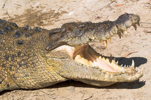 4-Day Cairns Ultimate Combo: Daintree Rainforest, Reef, Kuranda & Paronella Park - Go Out 0
