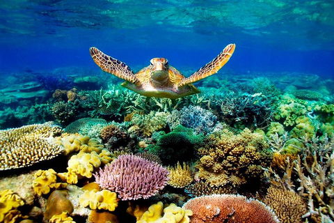 4-Day Cairns Ultimate Combo: Daintree Rainforest, Reef, Kuranda & Paronella Park - Go Out 3