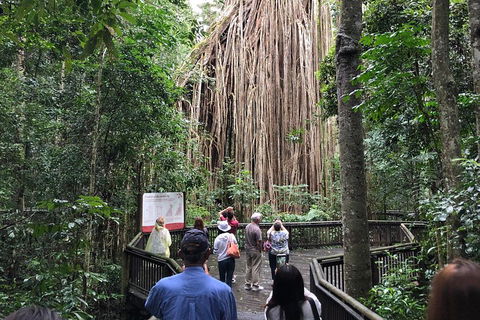 4-Day Cairns Ultimate Combo: Daintree Rainforest, Reef, Kuranda & Paronella Park - Go Out 5