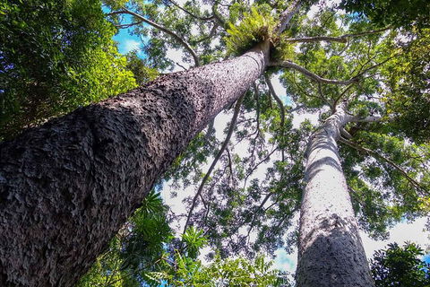 Paronella Park And Millaa Millaa Falls Full-day Tour From Cairns - Go Out 1