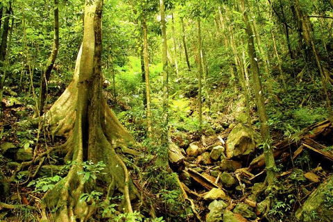 Barron Gorge And Kuranda National Park Half Day Rainforest And Waterfall 4WD Tour From Cairns - Pubs and Clubs 4