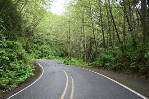 Cruise Ship Shore Excursion - Private Great Ocean Road Full Day Tour (12 Hour) - Go Out 3