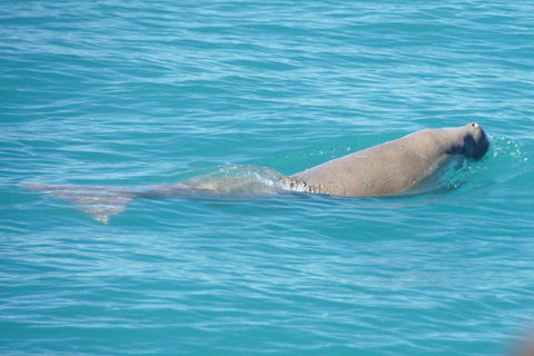 Snubfin Dolphin Eco Cruise From Broome - Pubs and Clubs 0