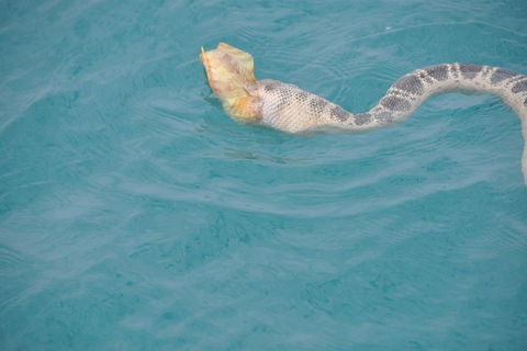 Snubfin Dolphin Eco Cruise From Broome - Pubs and Clubs 2